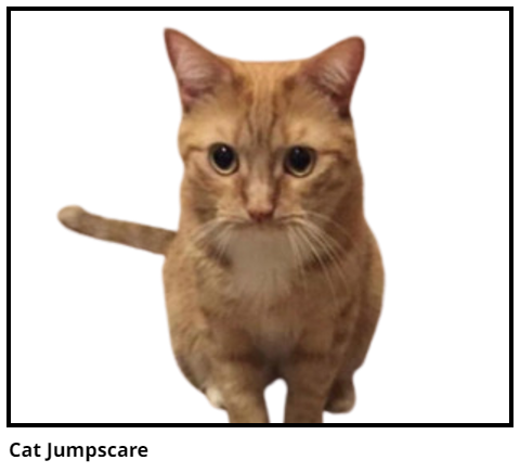 Cat Jumpscare