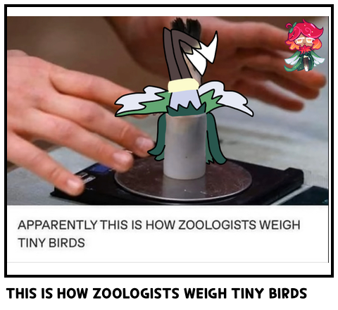 THIS IS HOW ZOOLOGISTS WEIGH TINY BIRDS
