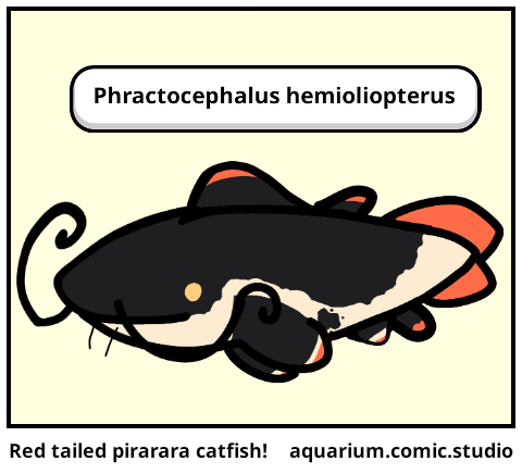 Red tailed pirarara catfish! - Comic Studio