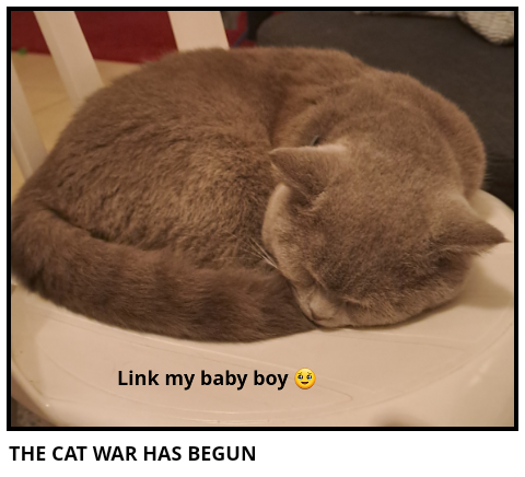 THE CAT WAR HAS BEGUN