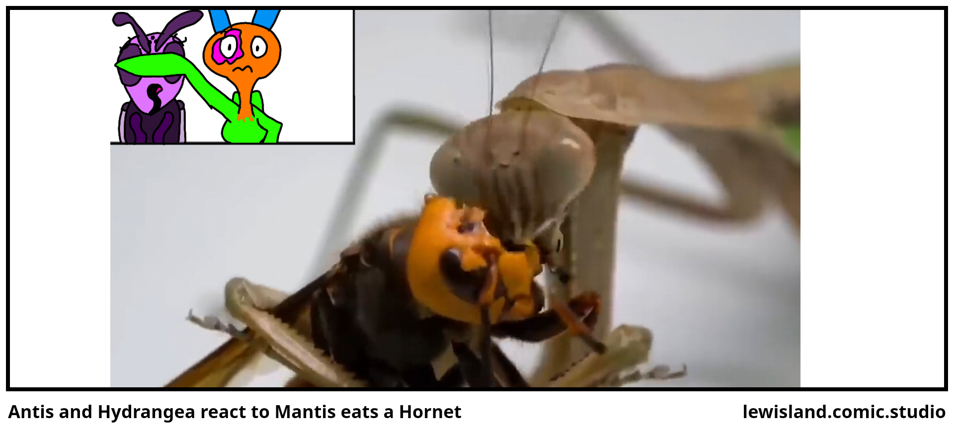 Antis and Hydrangea react to Mantis eats a Hornet