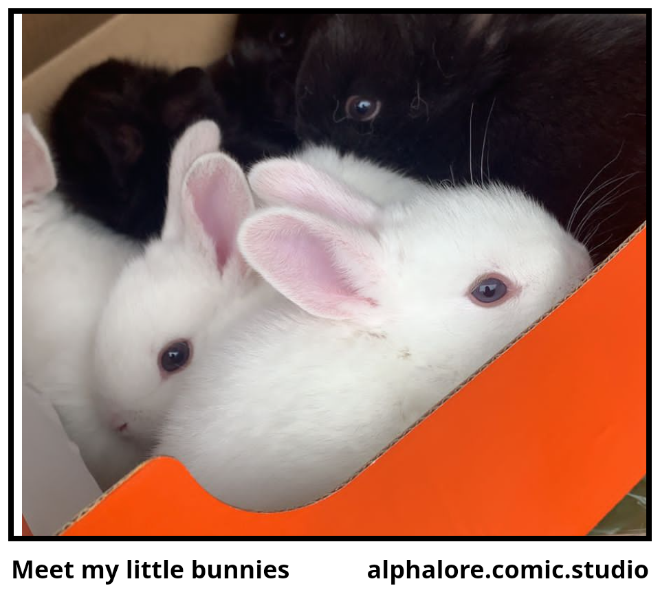 Meet my little bunnies
